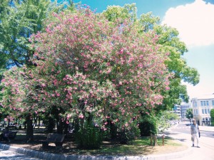 キョウチクトウのある平和公園　　広島市