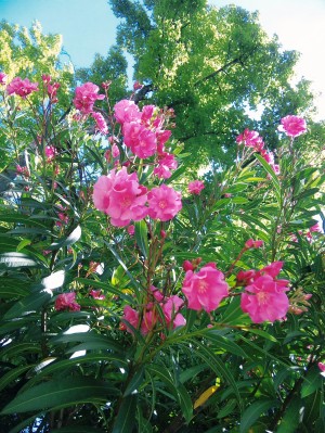 キョウチクトウの花