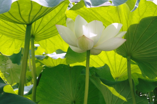 ハスの花　　　　　廿日市市　