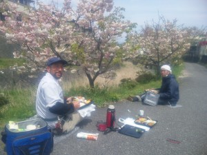 仕事場の隣の土手の八重桜