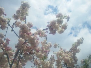 桜の花の観察会