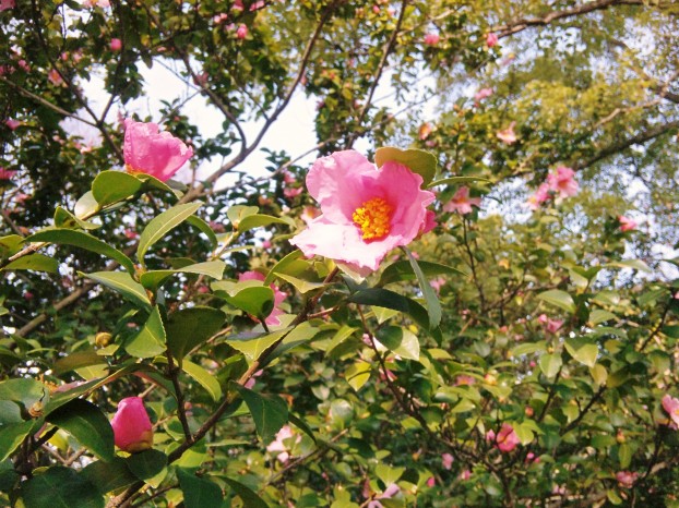 ハルサザンカの開花　　広島市