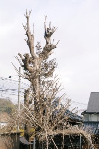 イチョウの剪定　【廿日市市　福佐売神社様】