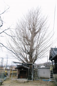 イチョウの剪定　【廿日市市　福佐売神社様】