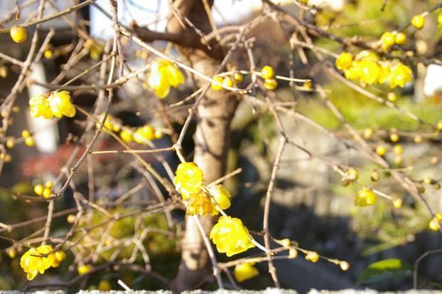 ソシンロウバイの清楚な開花　　廿日市市　