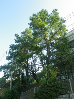 三葉松とどっこいしょ灯篭　熊本県甲佐町