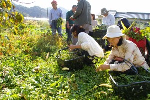 秋の野草酵素作り