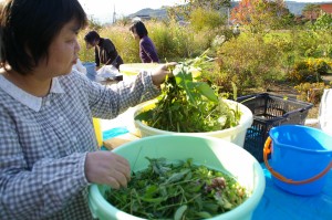 秋の野草酵素作り