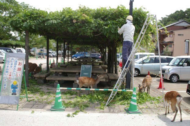 藤棚剪定と鹿さんの食餌　廿日市市　世界遺産の島