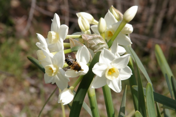 蜜蜂とスイセン　4月の阿品公園