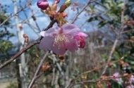 河津桜が咲き始めました