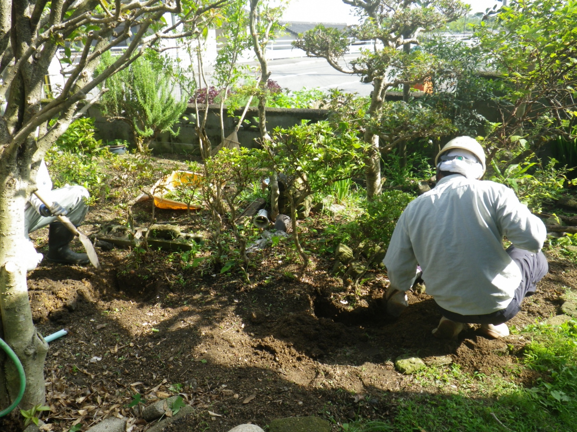 抜根除草に移植