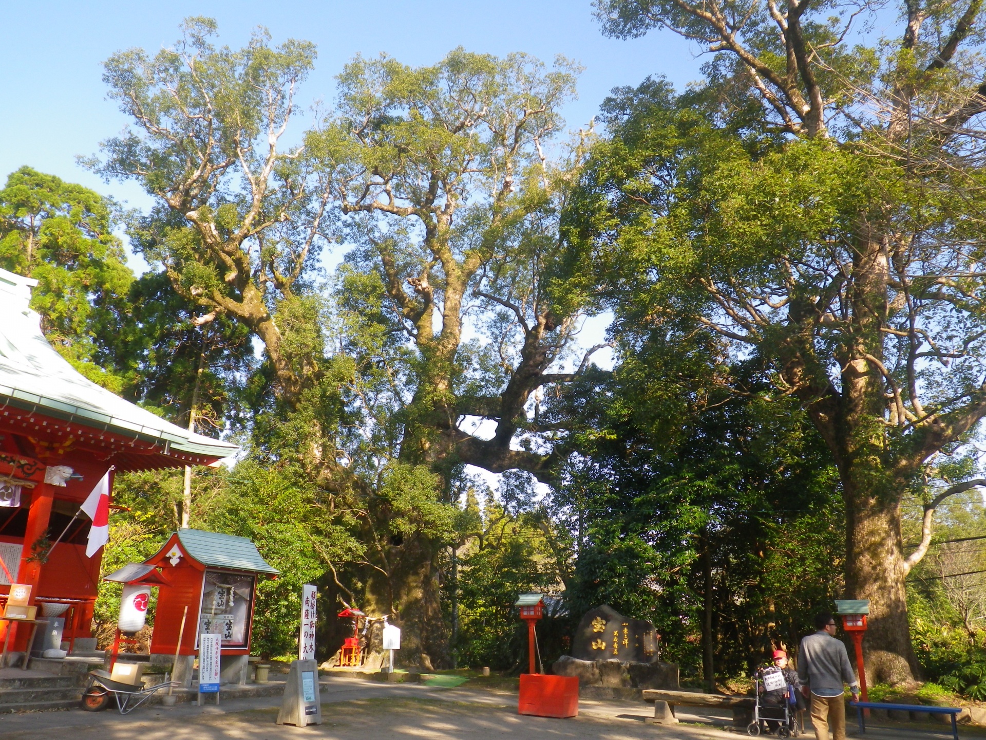 千年楠を訪ねて　鹿児島県日置市　大汝牟遅(ｵｵﾅﾑﾁ)神社