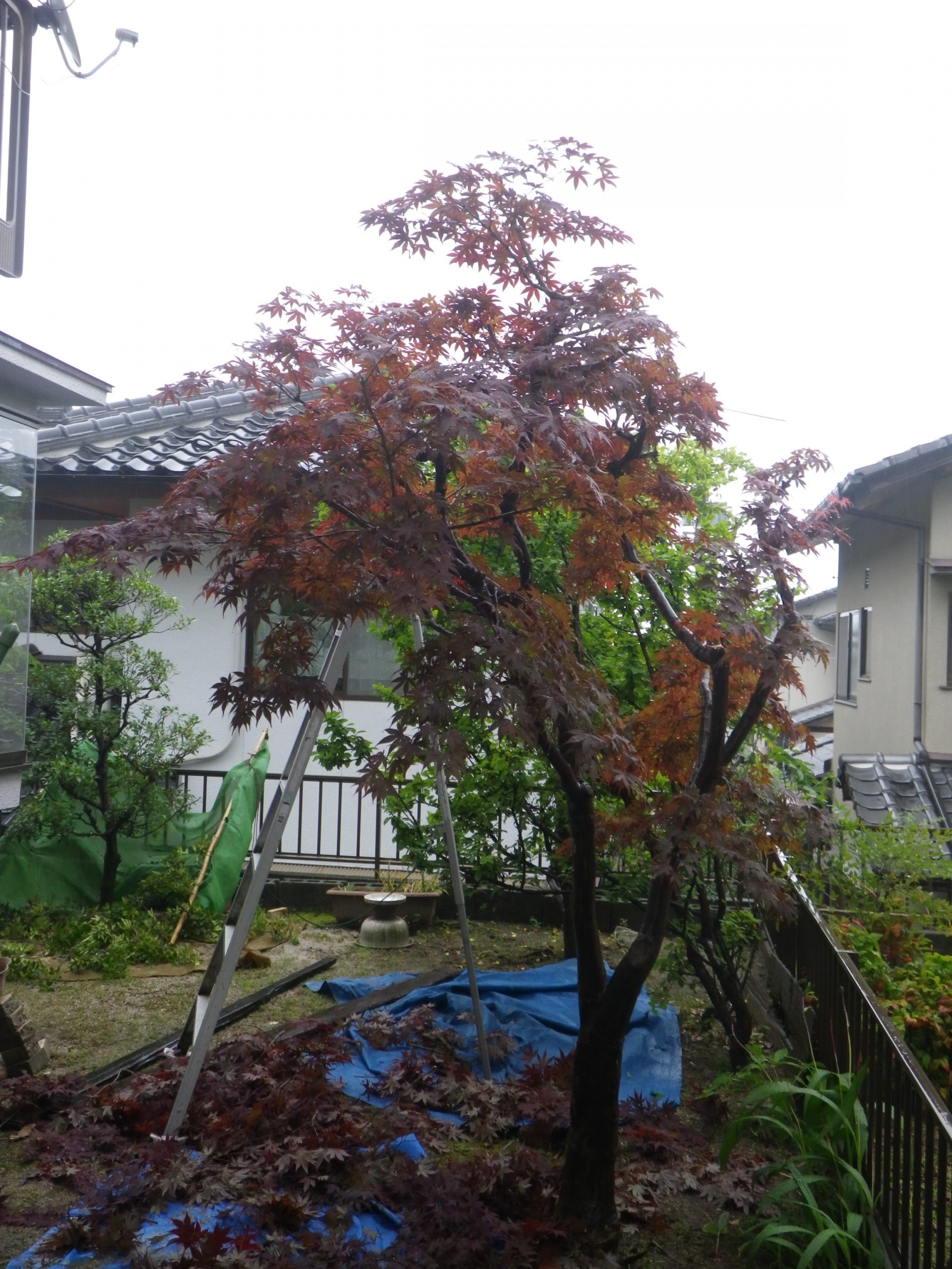 庭木が延び過ぎて、隣家に落葉して、困っていました。廿日市　Ｔ様邸