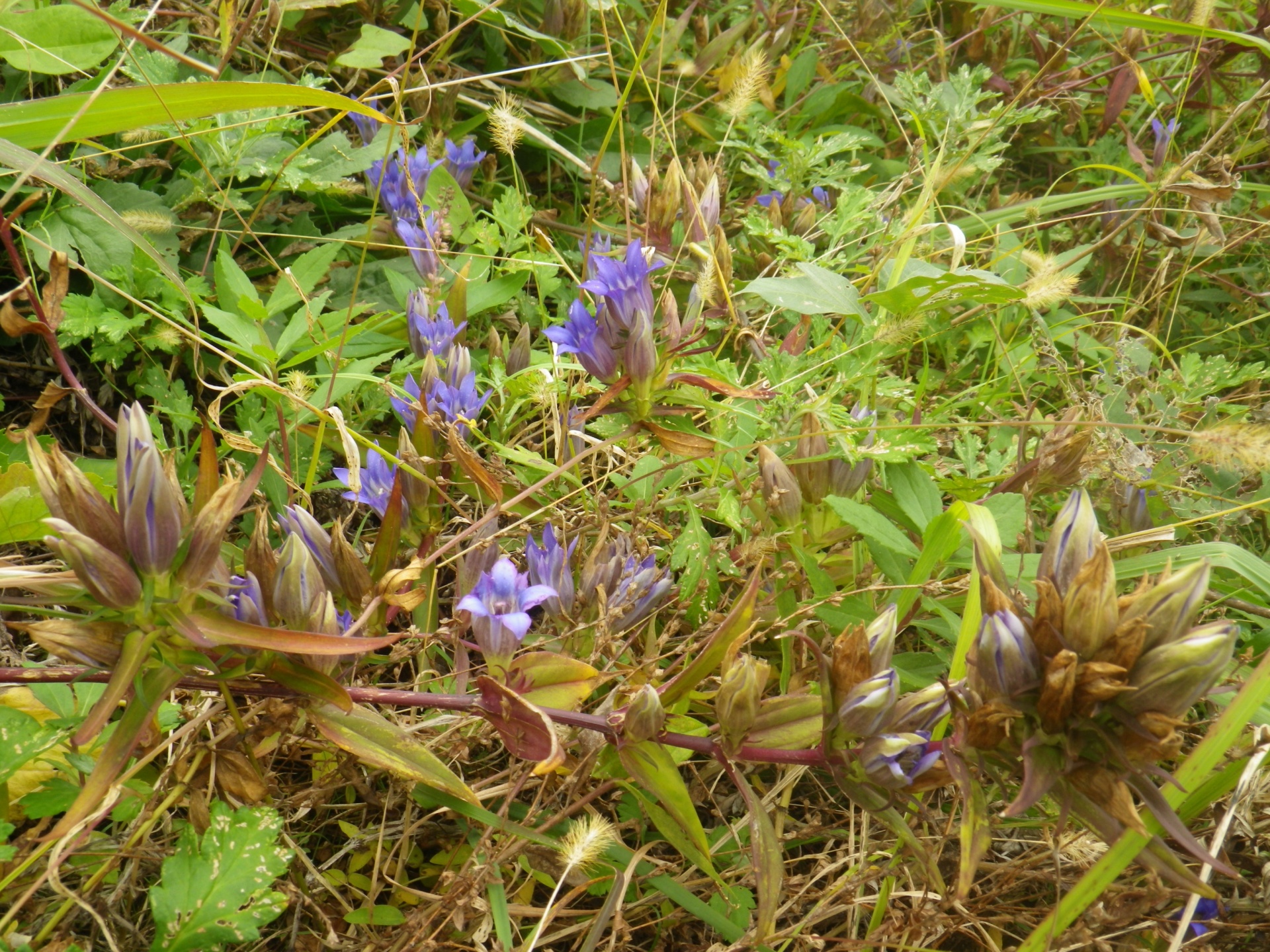 青紫色の花の美しいリンドウ　佐賀県吉野ヶ里遺跡公園