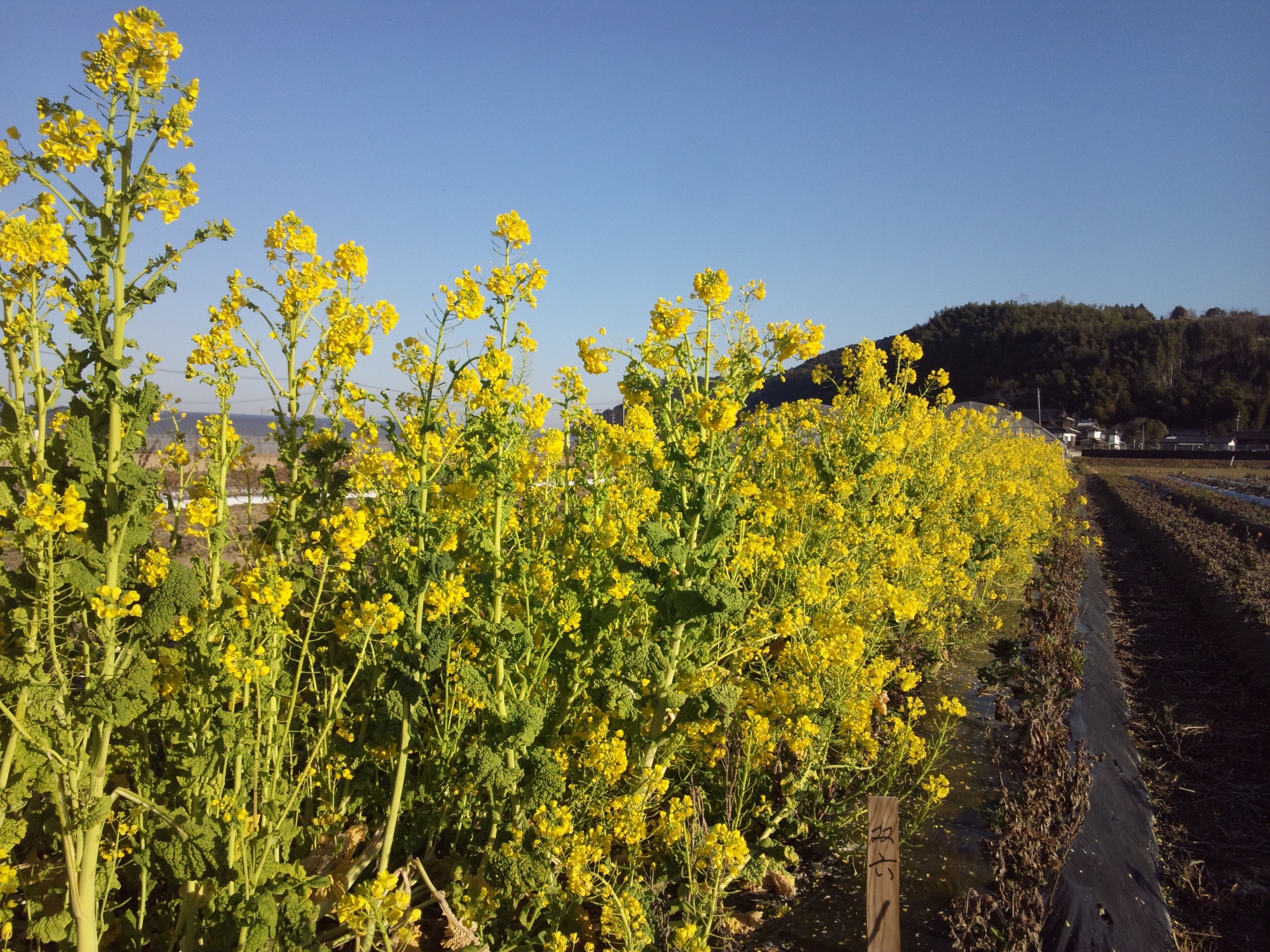 菜の花畑　熊本県　甲佐町