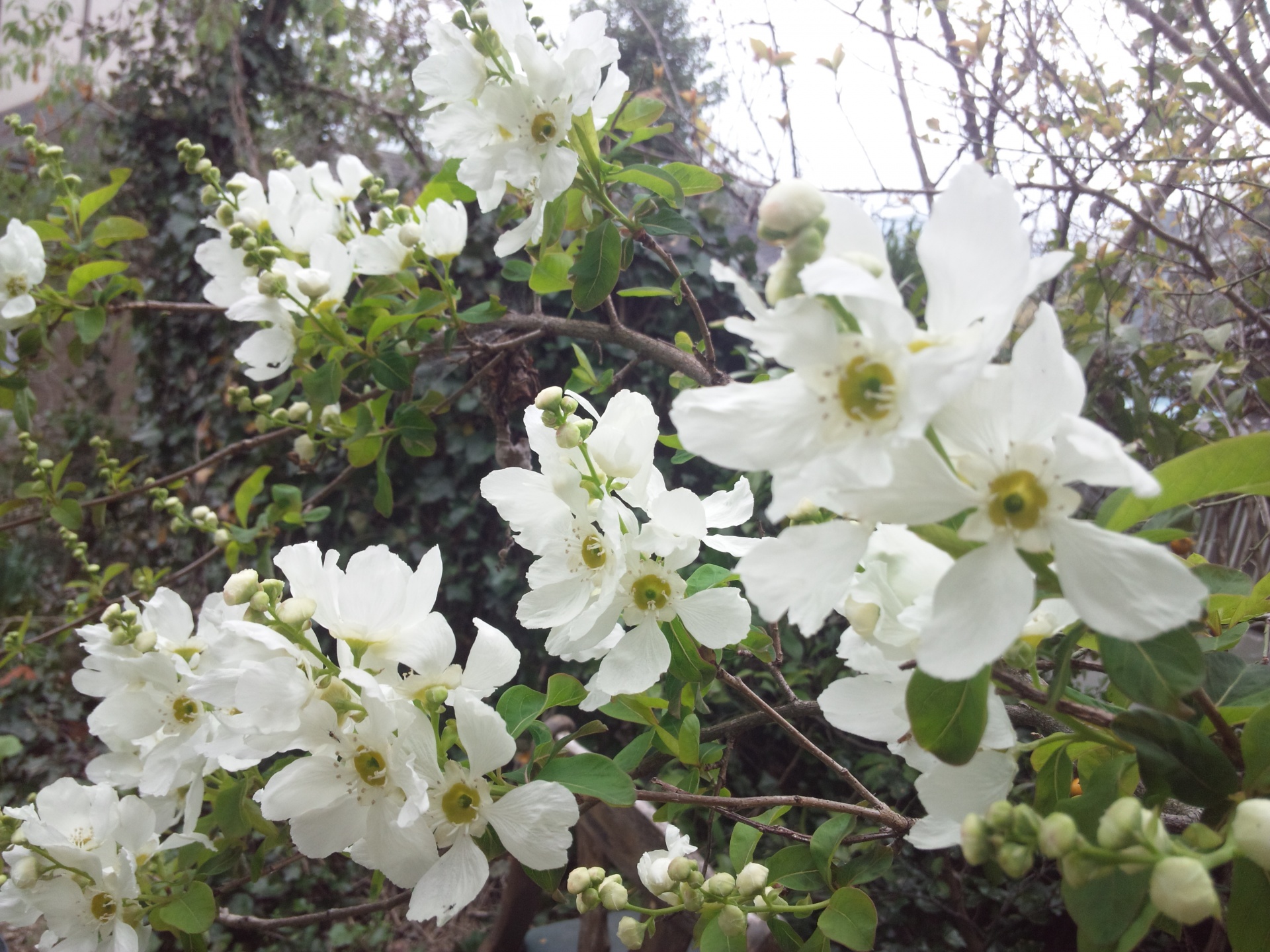 リキュウバイの開花　廿日市市　Ｎ邸