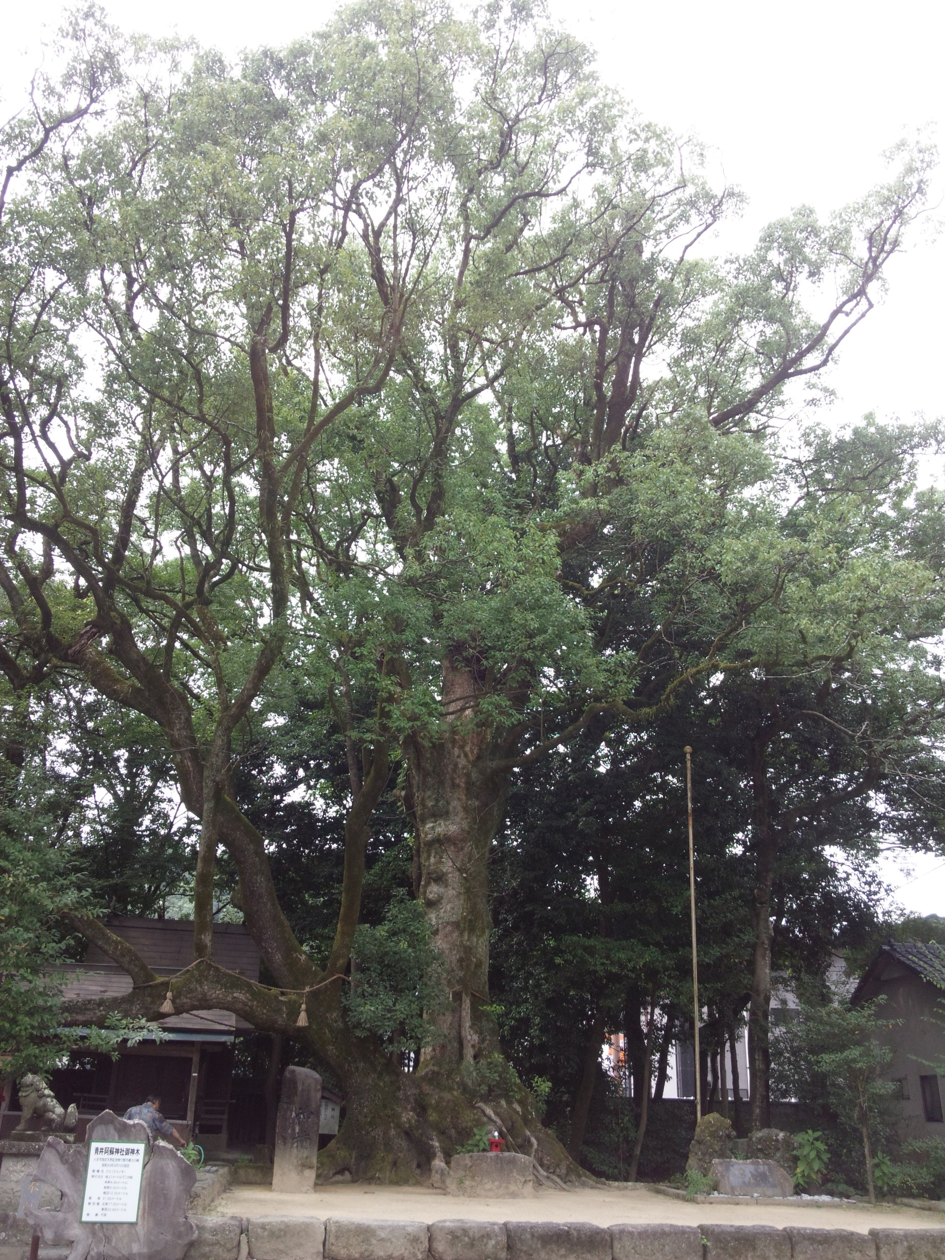 御神木のクスノキ　熊本県人吉市　青井阿蘇神社