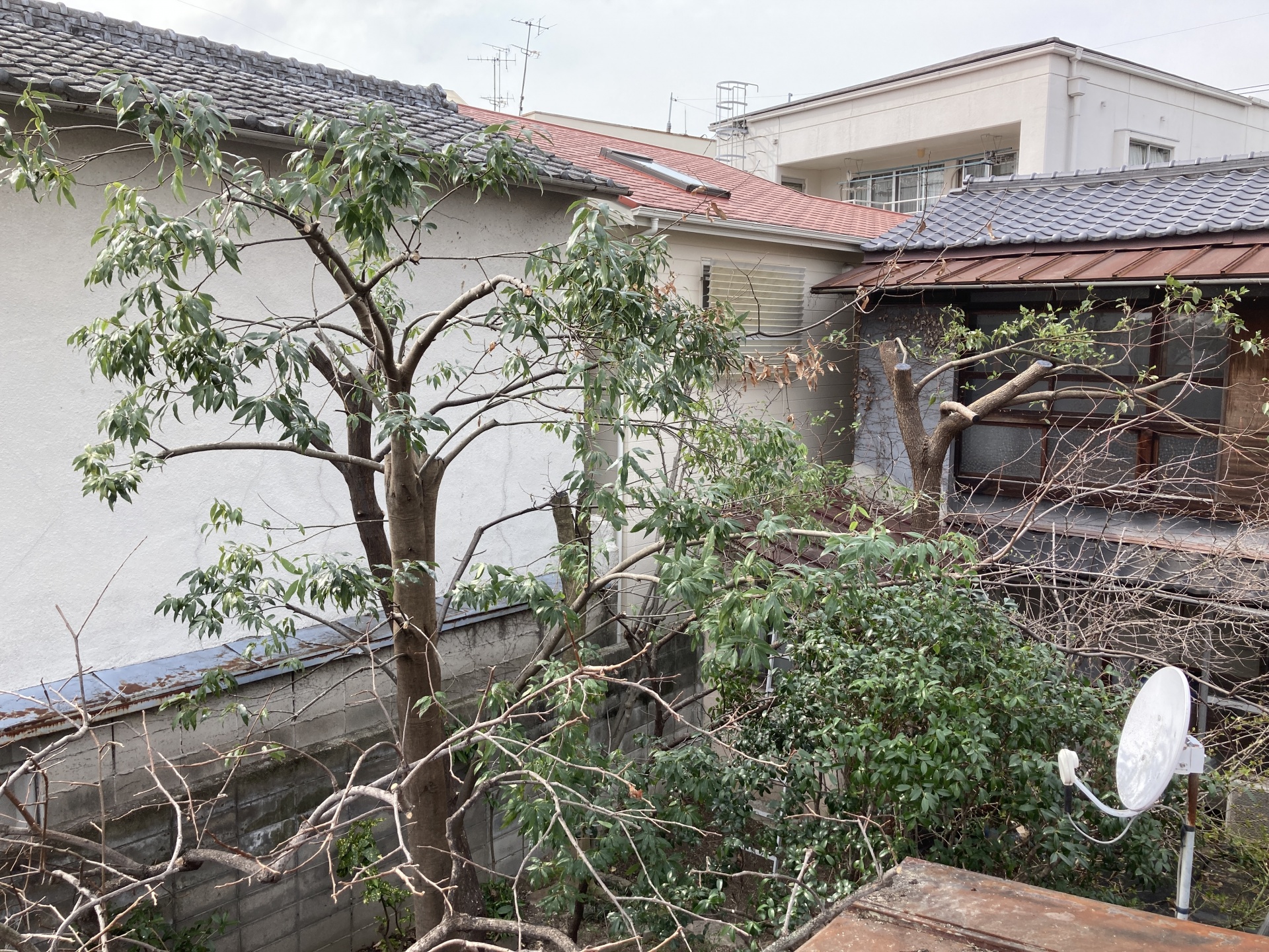 空き家になっている実家の中庭の木々が茂り過ぎたので、強剪定を施しました。　広島市　H様邸