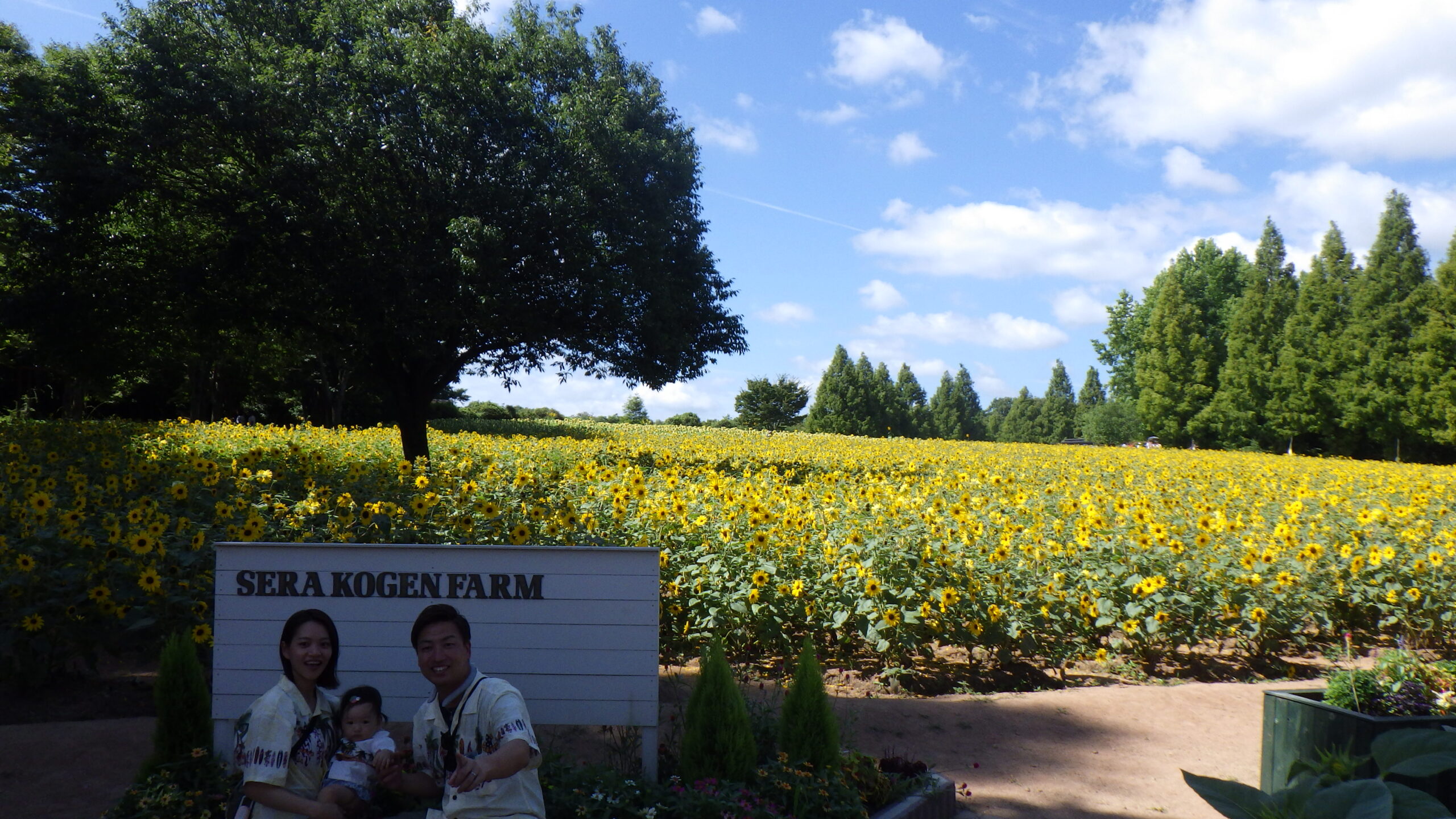 ひまわりのお花畑　　世羅町　世羅高原農場　　