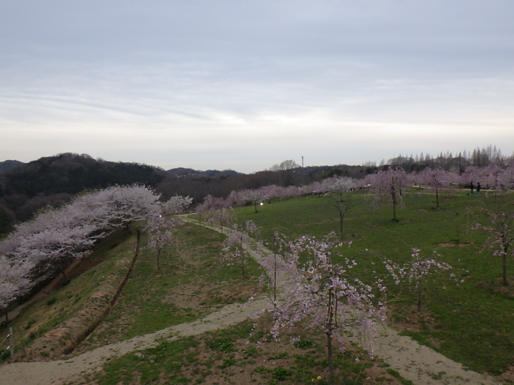 今宵の枝垂桜