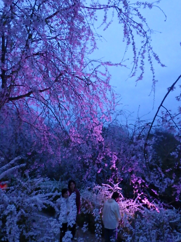 夜桜でのライトアップ