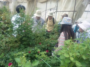 バラ農家視察とバラの鉢植え作り　廿日市市　T園芸